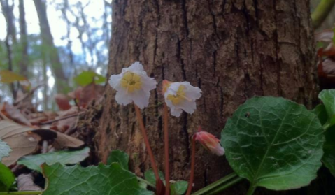 Witness Thousands Of Oconee Bells In Bloom At Lake Jocassee In South Carolina