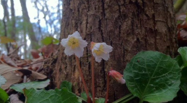 Witness Thousands Of Oconee Bells In Bloom At Lake Jocassee In South Carolina