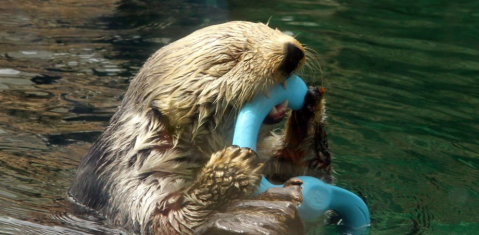 The Aquarium In Washington That's Live Streaming Otters For Your Enjoyment