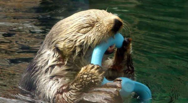 The Aquarium In Washington That’s Live Streaming Otters For Your Enjoyment