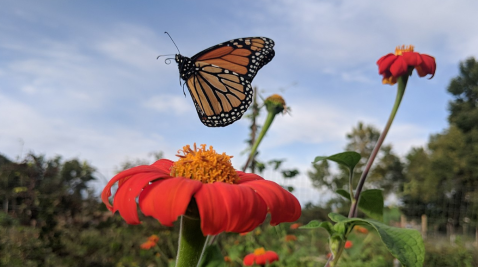 Watch In Awe As Millions Of Monarch Butterflies Invade South Carolina Later This Spring
