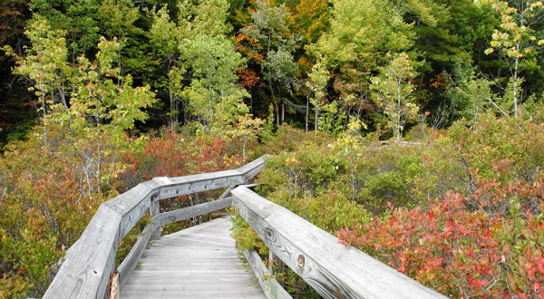 The Simsbury Land Trust Bog Trail In Connecticut Leads To Incredibly Scenic Views