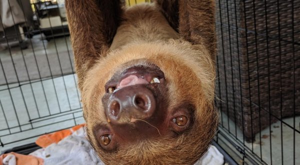 Play With Sloth And Anteaters At Charleston Anteater Sloth And Exotics In South Carolina For An Adorable Adventure