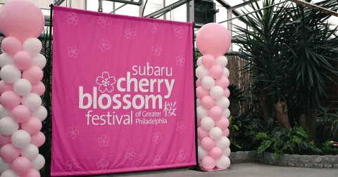 The Subaru Cherry Blossom Festival In Pennsylvania Will Have Hundreds Of Trees In Bloom This Spring