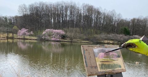 See Hundreds Of Cherry Blossoms In Bloom This Spring At Meadowlark Botanical Gardens In Virginia