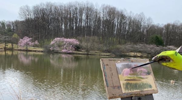 See Hundreds Of Cherry Blossoms In Bloom This Spring At Meadowlark Botanical Gardens In Virginia