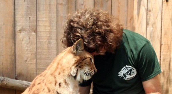 Take The Whole Family To Pet And Feed Exotic Cats At Animal Adventures In Massachusetts
