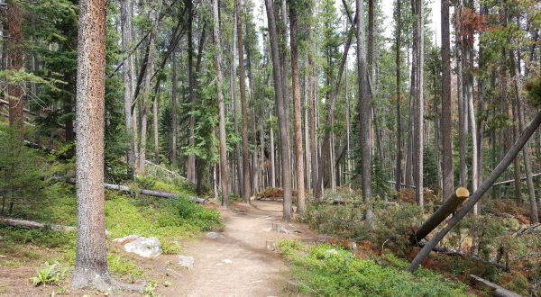 Take An Easy Out-And-Back Trail To Enter Another World At Ceran Saint Vrain In Colorado