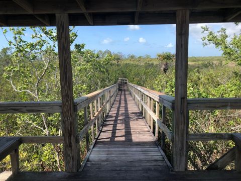 Be In Awe Of The Natural Beauty Found On This Short, Secluded Hike In Florida's Briggs Nature Center