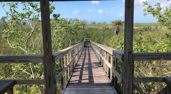 Be In Awe Of The Natural Beauty Found On This Short, Secluded Hike In Florida’s Briggs Nature Center