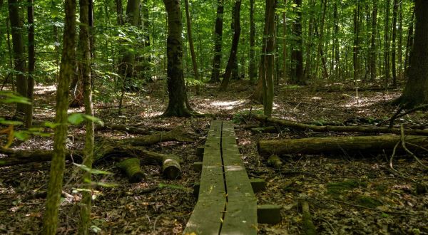 Taking A Quiet Walk Through Michigan’s Little-Known Creekshead Nature Preserve Makes Social Distancing Easy