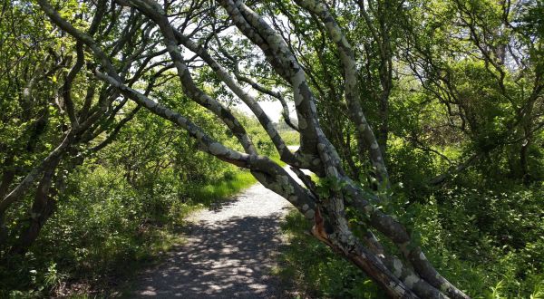Take An Easy Loop Trail To Enter Another World At East Beach In Rhode Island