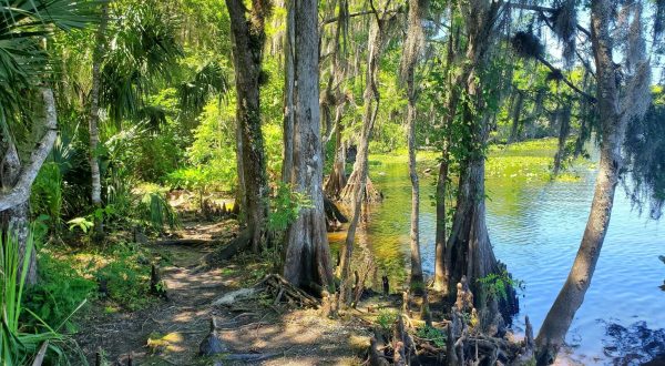 The Remote Hike On The St. Francis Trail In Florida Winds Through Floodplain Forests And Pine Flatwoods