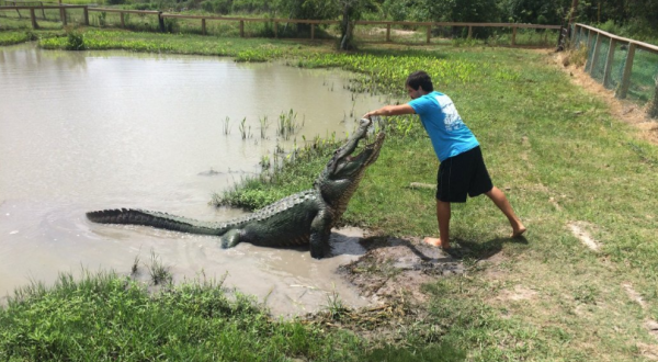 Get Up Close And Personal With Over 450 Alligators At Gator Country In Texas