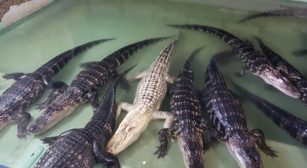 Insta-Gator Ranch Near New Orleans Is Home To More Than 2,000 Alligators