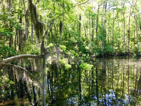 With Spanish Moss And Water Views, First Landing State Park Is A Little Slice Of Coastal Paradise In Virginia