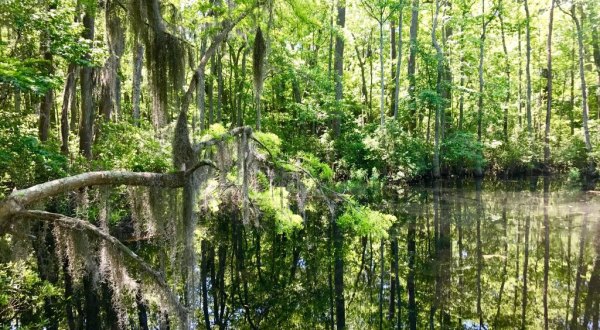 With Spanish Moss And Water Views, First Landing State Park Is A Little Slice Of Coastal Paradise In Virginia
