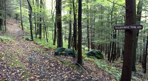The Trees At Massachusetts’s Mohawk Trail State Forest Are Some Of The Oldest Living Things In America