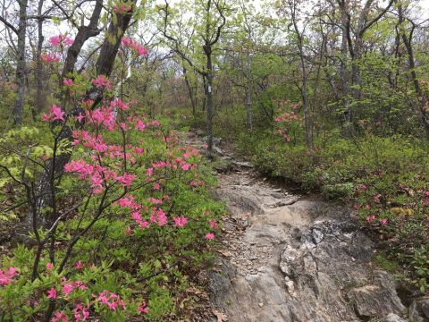 Walk Among Vibrant Wildflowers On The Bear Mountain Trail, A Scenic Hike In Connecticut