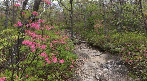 Walk Among Vibrant Wildflowers On The Bear Mountain Trail, A Scenic Hike In Connecticut