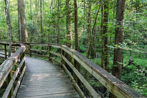 Congaree National Park Offers A Boardwalk Hike In South Carolina That Leads To Secret Views