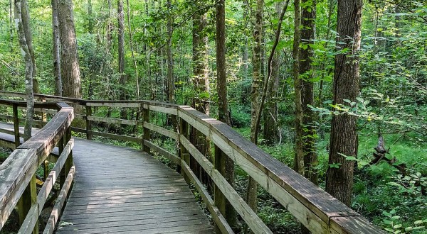 Congaree National Park Offers A Boardwalk Hike In South Carolina That Leads To Secret Views
