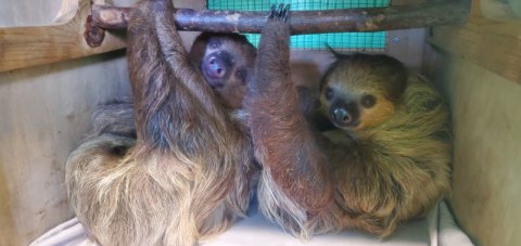 Play With Sloths At North Georgia Wildlife Park For An Adorable Adventure