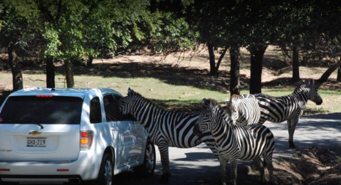 Enjoy Hundreds Of Exotic Animals At Arbuckle Wilderness Park, A Drive-Thru Safari In Oklahoma