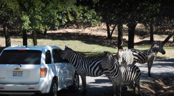 Enjoy Hundreds Of Exotic Animals At Arbuckle Wilderness Park, A Drive-Thru Safari In Oklahoma