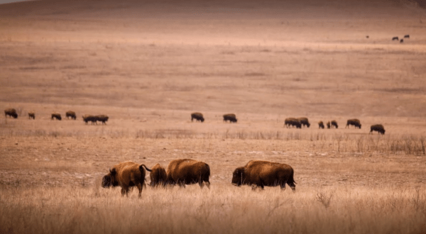 The Epic Drive Through Tallgrass Prairie Preserve Is Perfect For A Day Trip Outing In Oklahoma