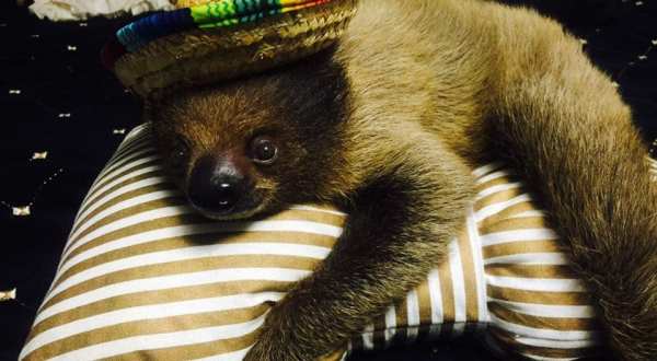 Enjoy A Once In A Lifetime Experience With A Sloth At Extreme Animals In Oklahoma