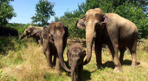 Spend The Day With Elephants At The Endangered Ark Foundation In Oklahoma