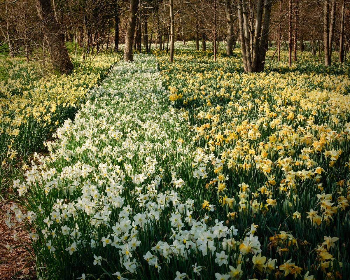 Daffodils have reached peak bloom in Massachusetts