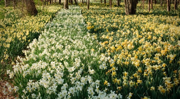 Make Sure Not To Miss Seeing Thousands Of Daffodils In Bloom At The Magical Parsons Reserve In Massachusetts