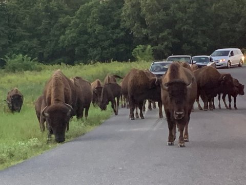 Drive Through A Herd Of Majestic Wild Animals At The Elk & Bison Prairie In Kentucky