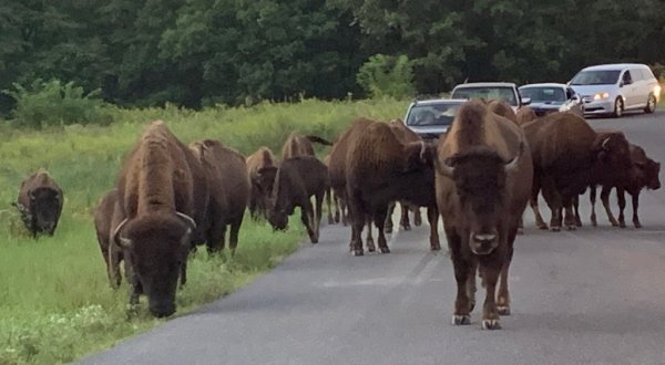 Drive Through A Herd Of Majestic Wild Animals At The Elk & Bison Prairie In Kentucky