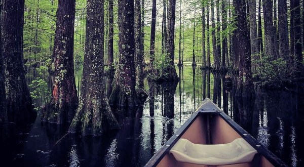 Spend An Afternoon Taking A Delightful Canoe Tour At Trap Pond State Park In Delaware This Spring