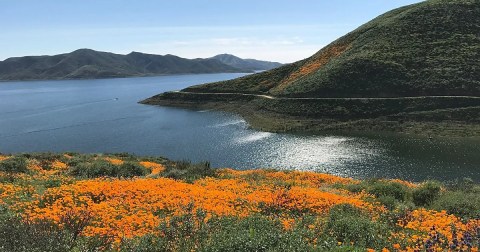 This Easy Wildflower Hike In Southern California Will Transport You Into A Sea Of Color
