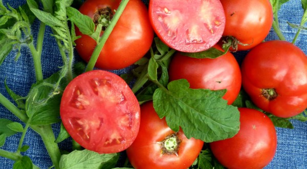 Few People Know That West Virginia Is The Birthplace Of The First Blight-Resistant Tomato And Other Popular Produce Lines