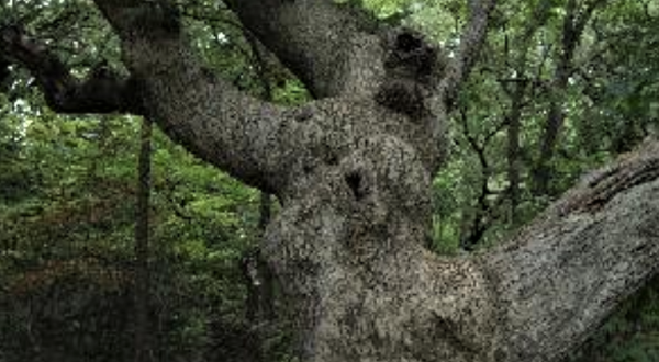 Nebraska’s Old Wolf Oak Tree Is One Of The Oldest Living Things In America