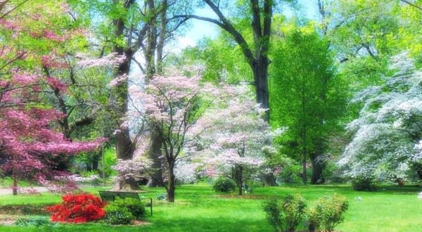 Make Spring Plans To Attend The Beautiful Dogwood Festival In Audubon Park In Kentucky