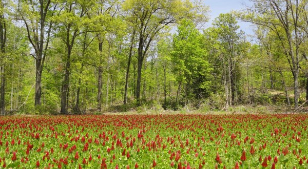 7 Breathtaking Photos That Prove Spring In Kentucky Is The Most Beautiful Time Of Year