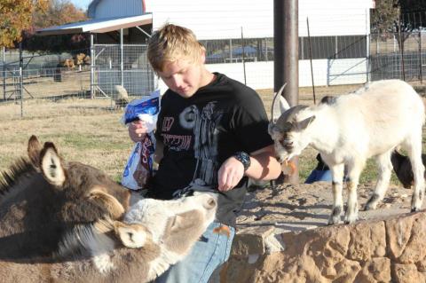 Play With Pygmy Goats And Kangaroos At The Wild Wilderness Drive-Through Safari In Arkansas For An Adorable Adventure