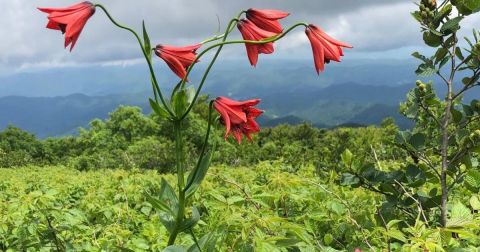 Wildflowers Have Already Started Blooming In North Carolina And These Are The 9 Best Places To See Them