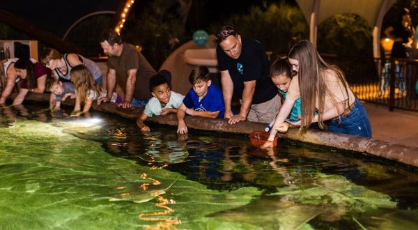 Drink Wine And Hang Out With Stingrays This Month At The Arizona Sonora Desert Museum