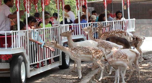 Pet Animals While Riding An Open-Air Train At Wonder World Park In Texas