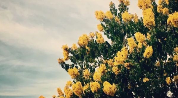 Enjoy A Sea Of Yellow Flowers When The Golden Trumpets Bloom In Hawaii