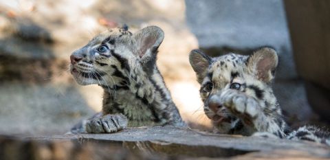 Enjoy A Kid-Friendly Virtual Zoo School From Texas' Houston Zoo