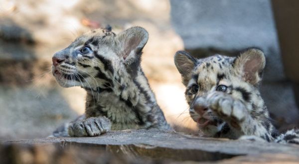Enjoy A Kid-Friendly Virtual Zoo School From Texas’ Houston Zoo