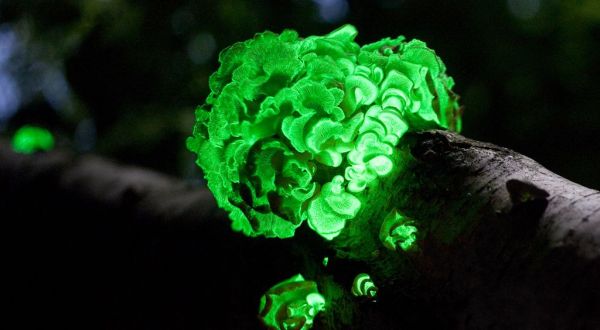 Deep In The Forests Of Wisconsin, There’s A Magical Fungus That Glows In The Dark